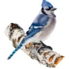 300 Piece- I Am Blue Jay Puzzle - Image 2